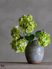 Hydrangea Stem