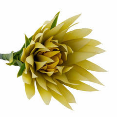 Lily Stem
