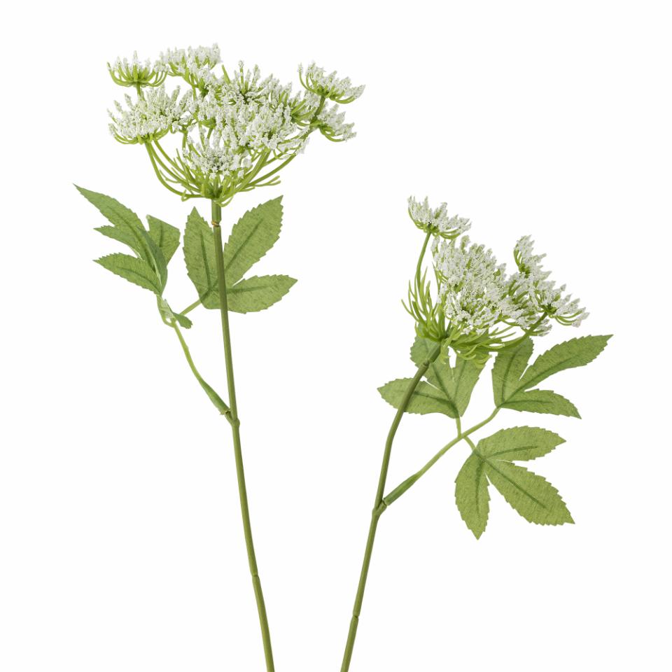Fennel Stem