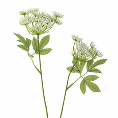 Fennel Stem