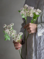Fennel Stem