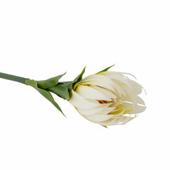 Lily Stem