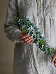 Eucalyptus Stem