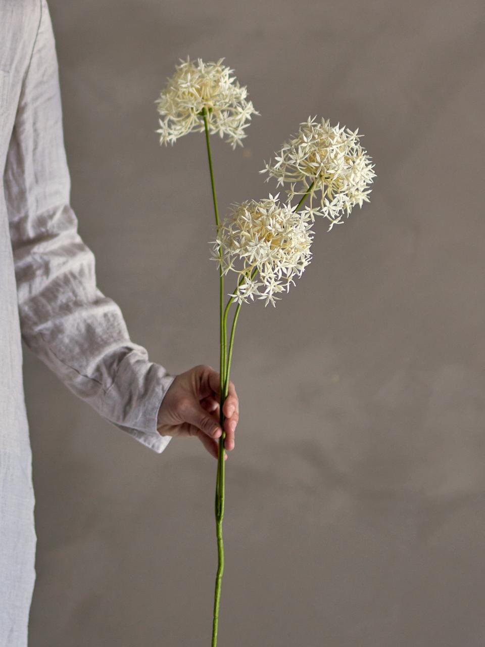 Allium Stem