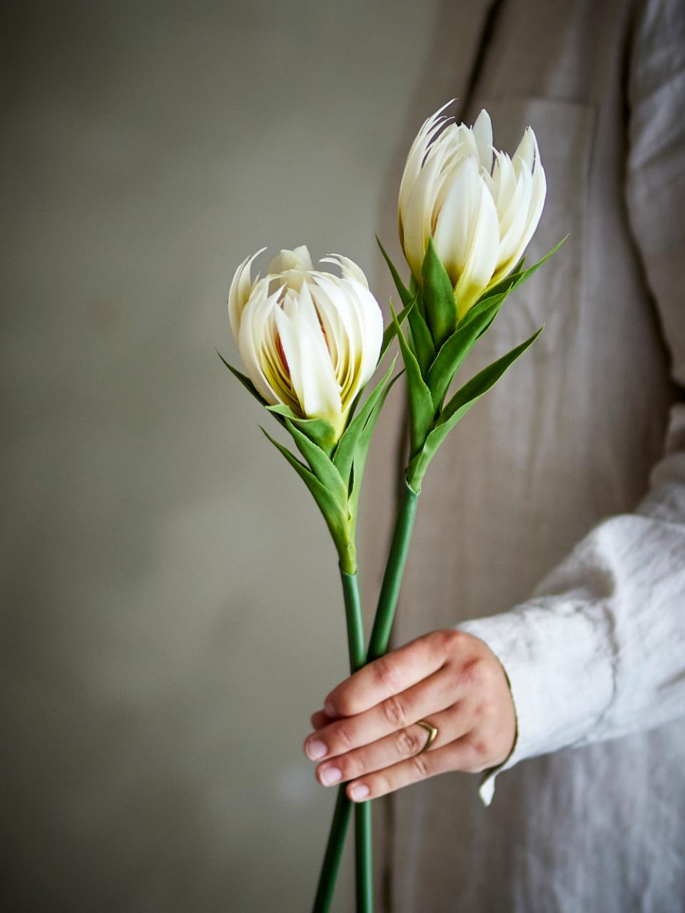 Lily Stem